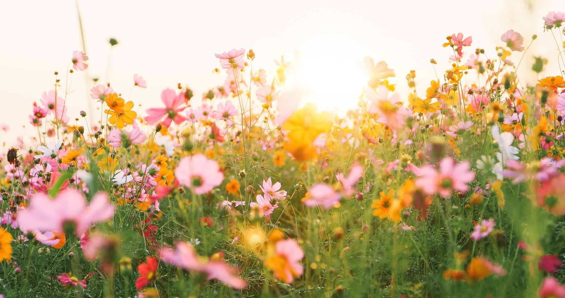 A field of wildflowers, soft and inviting